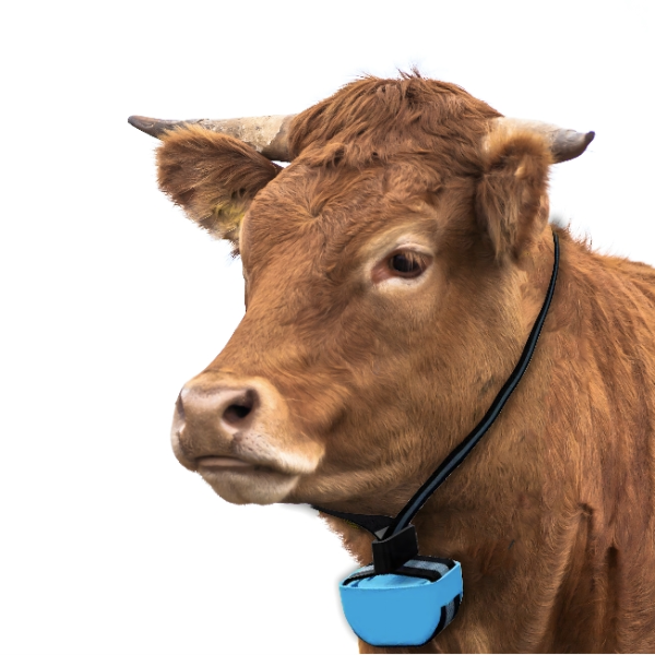Cattle top gps collars