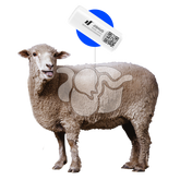 Heat and Health Monitoring Sheep Rumen Bolus