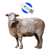 Heat and Health Monitoring Sheep Rumen Bolus