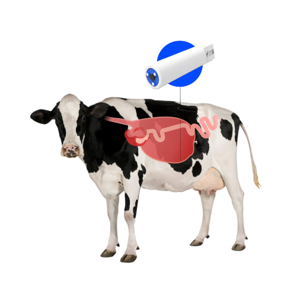 Rumen Injection LoRaWAN smart PH rumen bolus for cattle – LPWAN SPACE