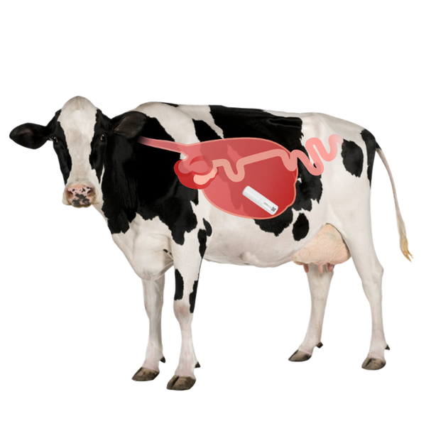 Cattle Rumen Bolus for heat and health monitoring – LPWAN SPACE