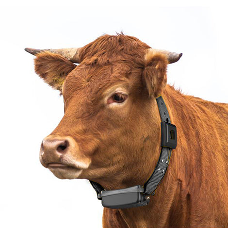 LoRaWAN GPS Cattle Collar